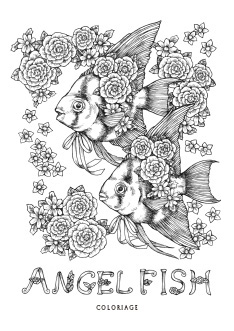 Angelfish